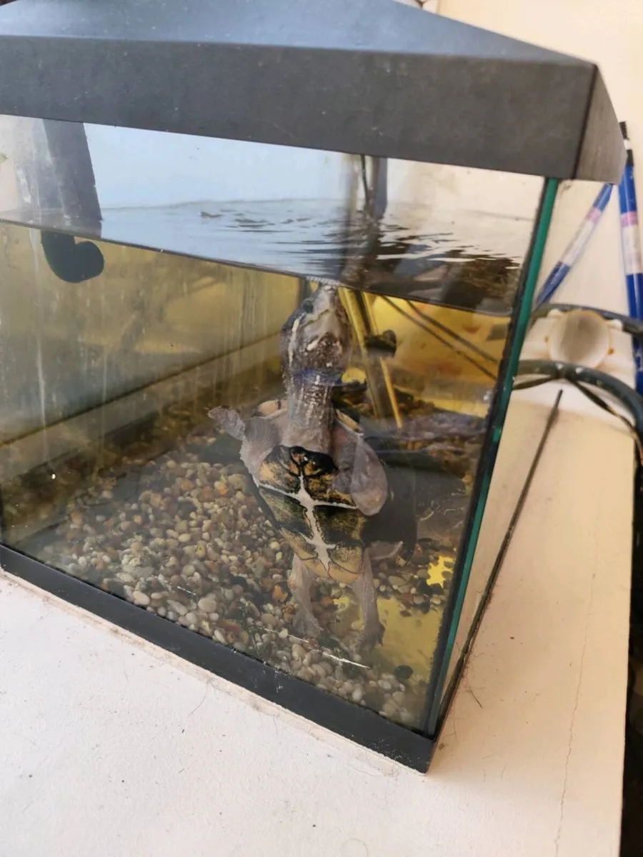 Turtle - Image 3