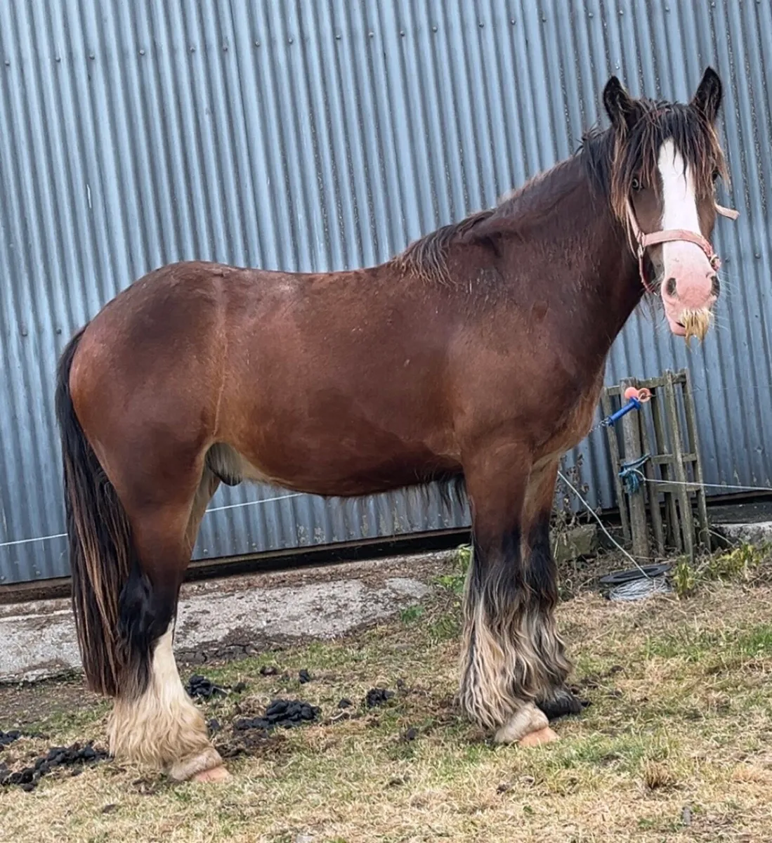 2 YEAR OLD COB GELDING - Image 4