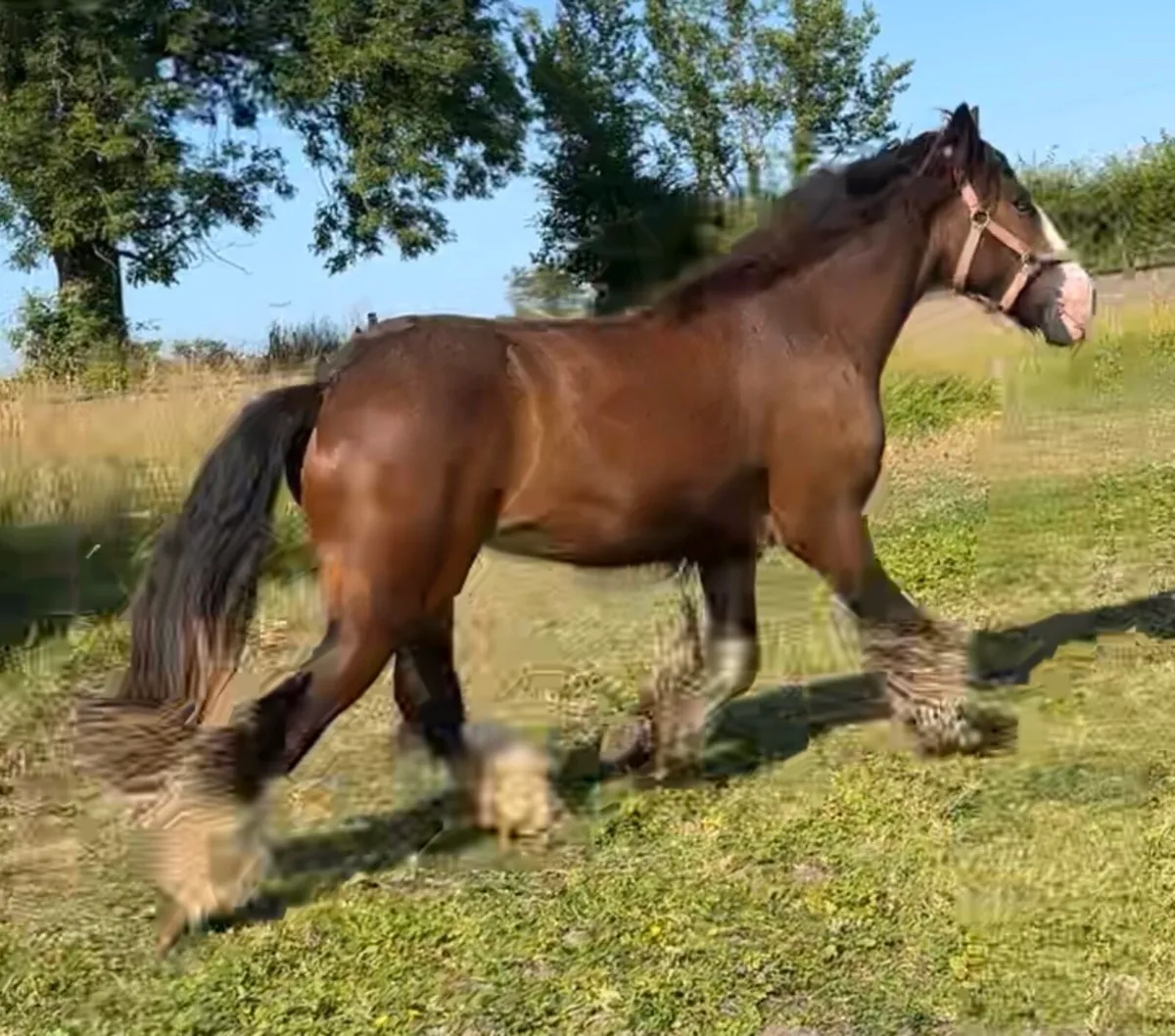 2 YEAR OLD COB GELDING - Image 1
