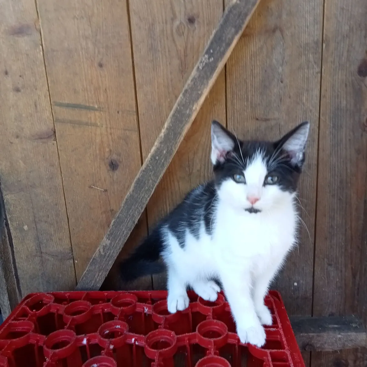 Kittens - Image 1
