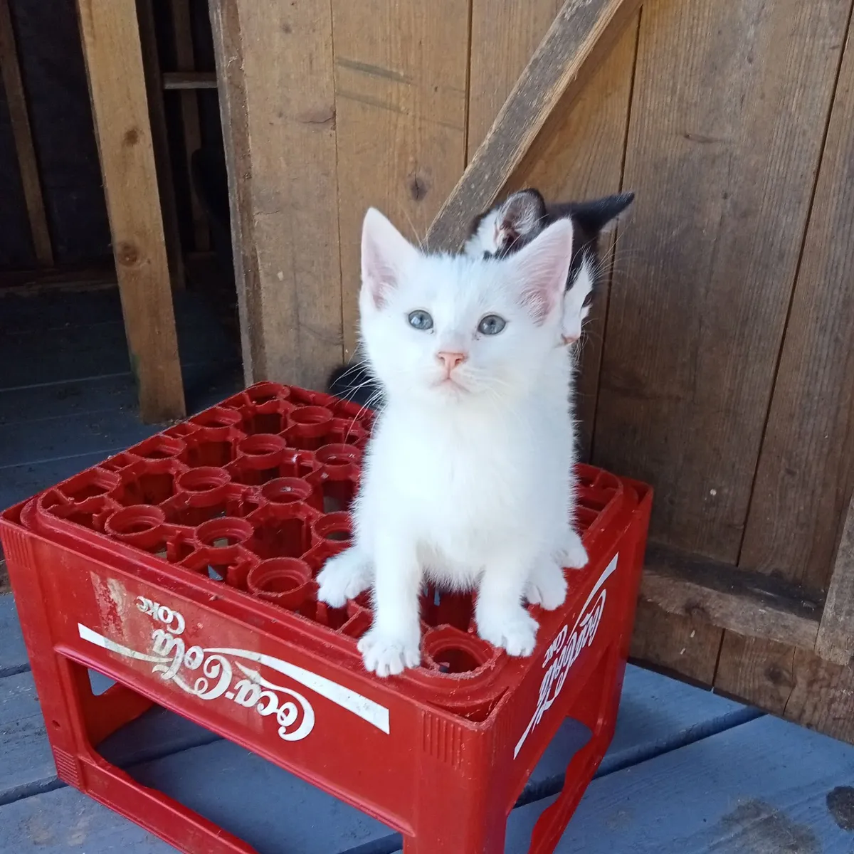 Kittens - Image 3