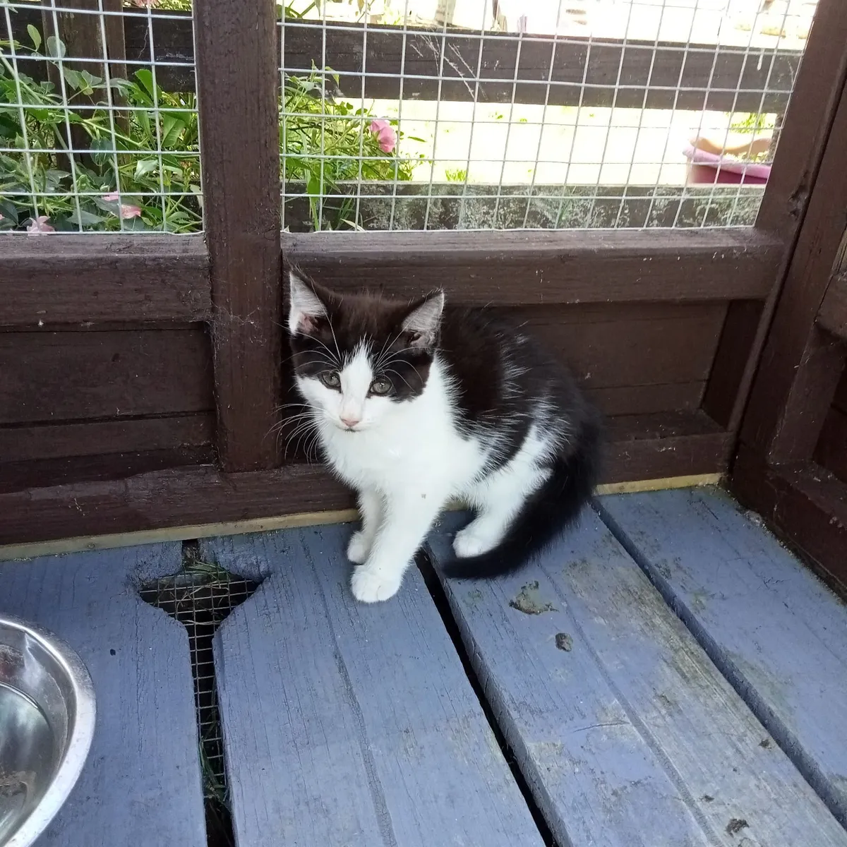 Kittens - Image 2