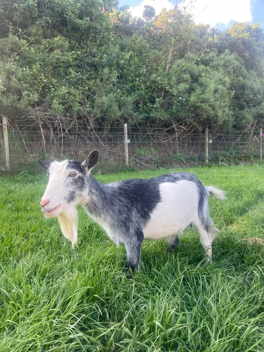 Pygmy goat - Image 2
