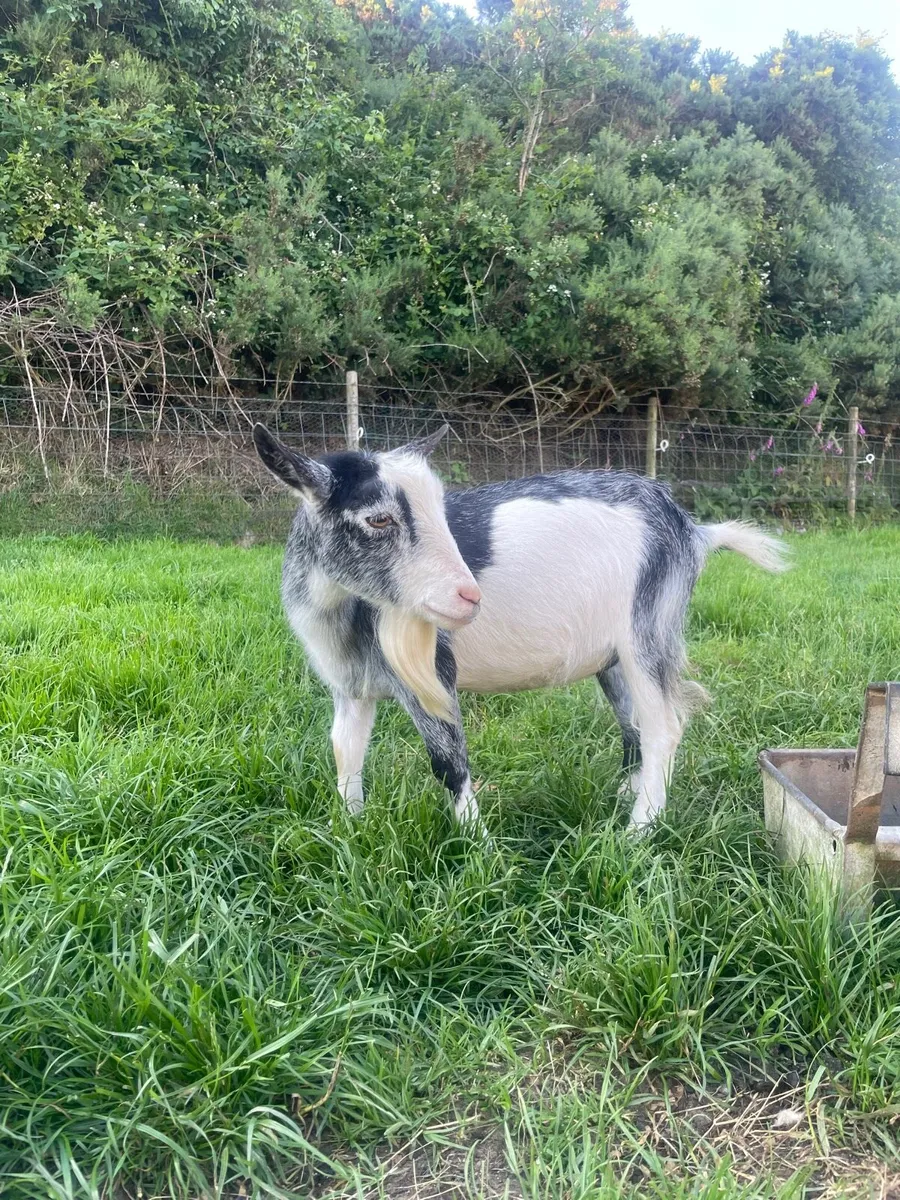 Pygmy goat - Image 3