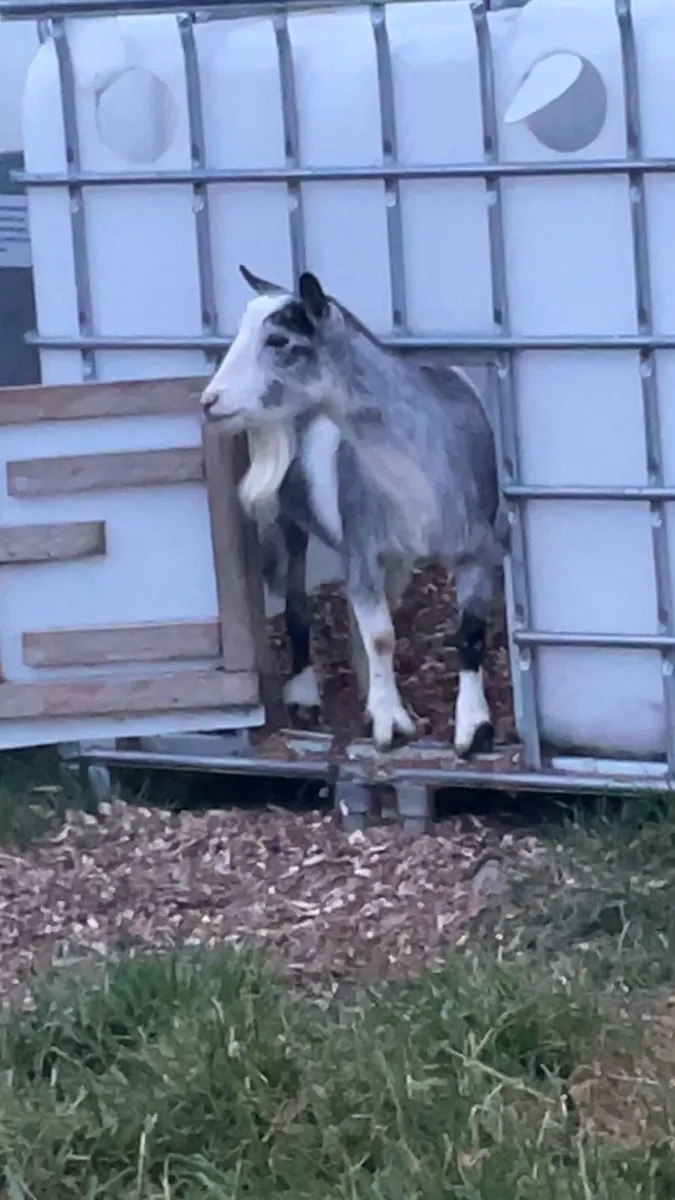 Pygmy goat - Image 4