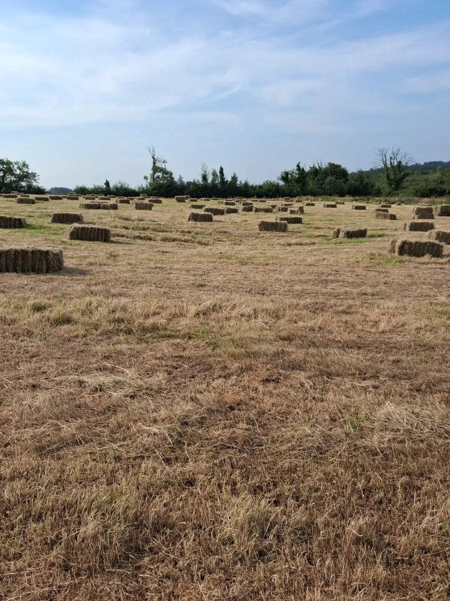 Round and square hay bales - Image 1