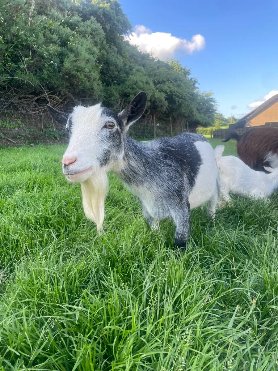 Pygmy goat - Image 1