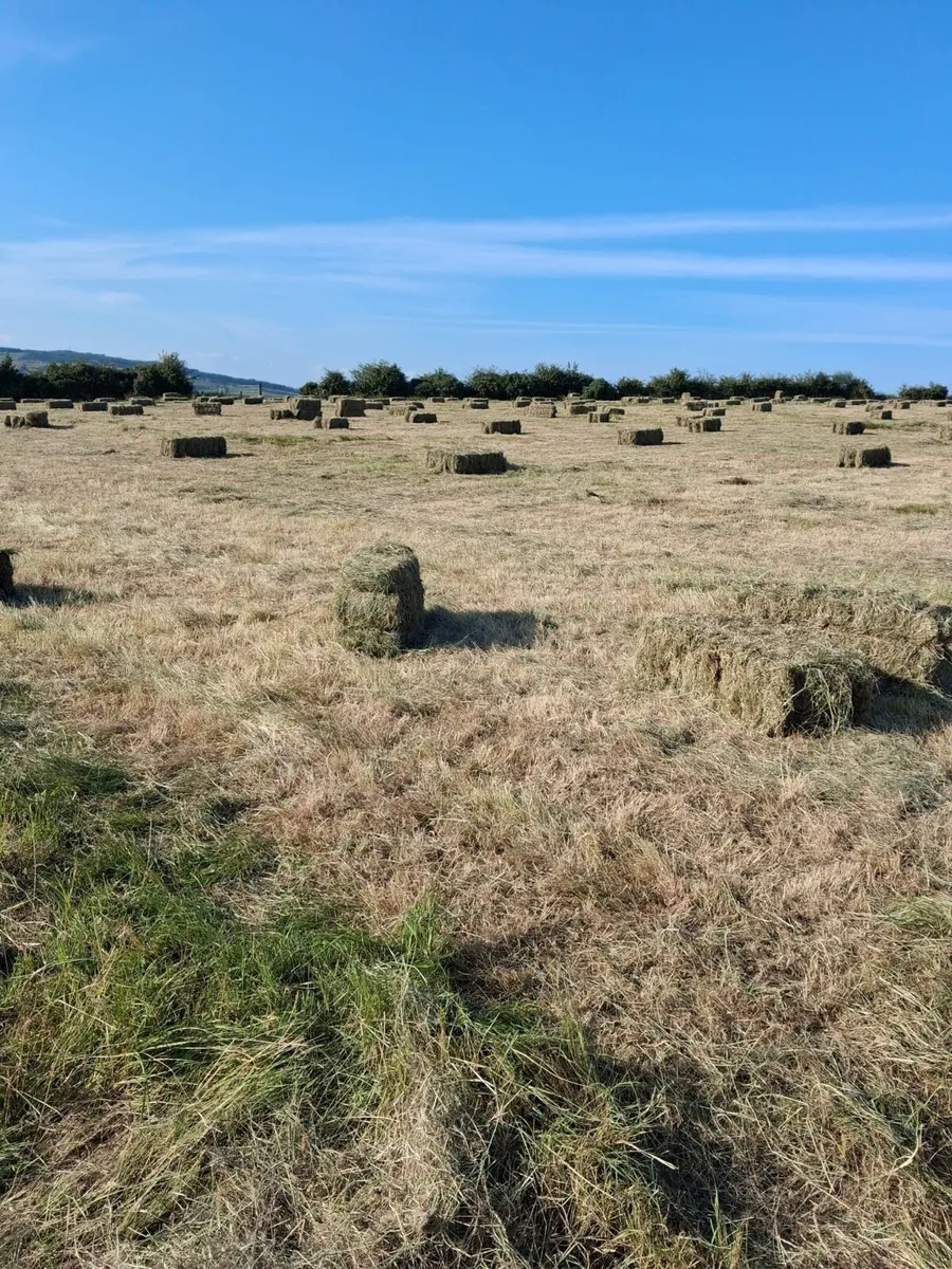 Round and square hay bales - Image 2