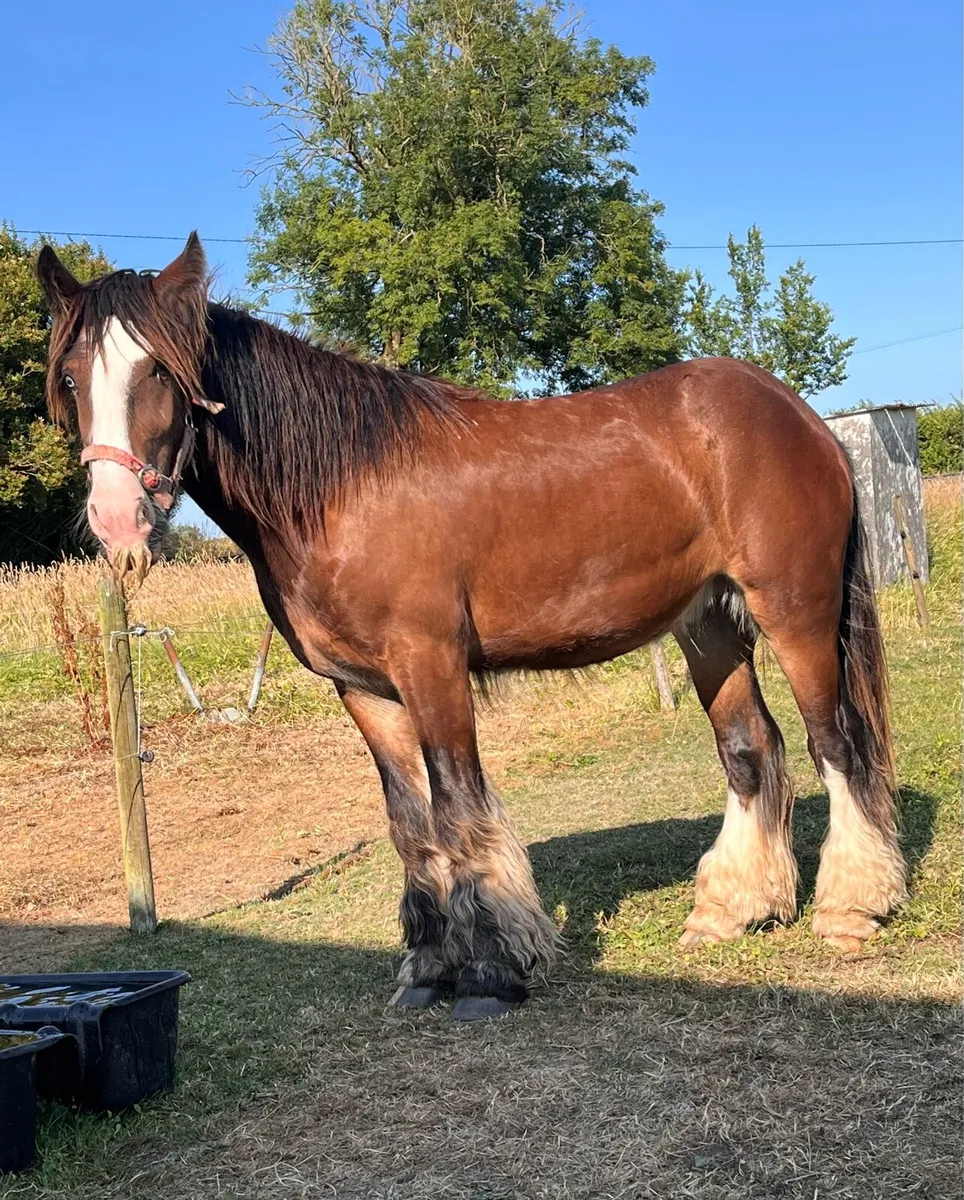2 YEAR OLD COB GELDING - Image 3