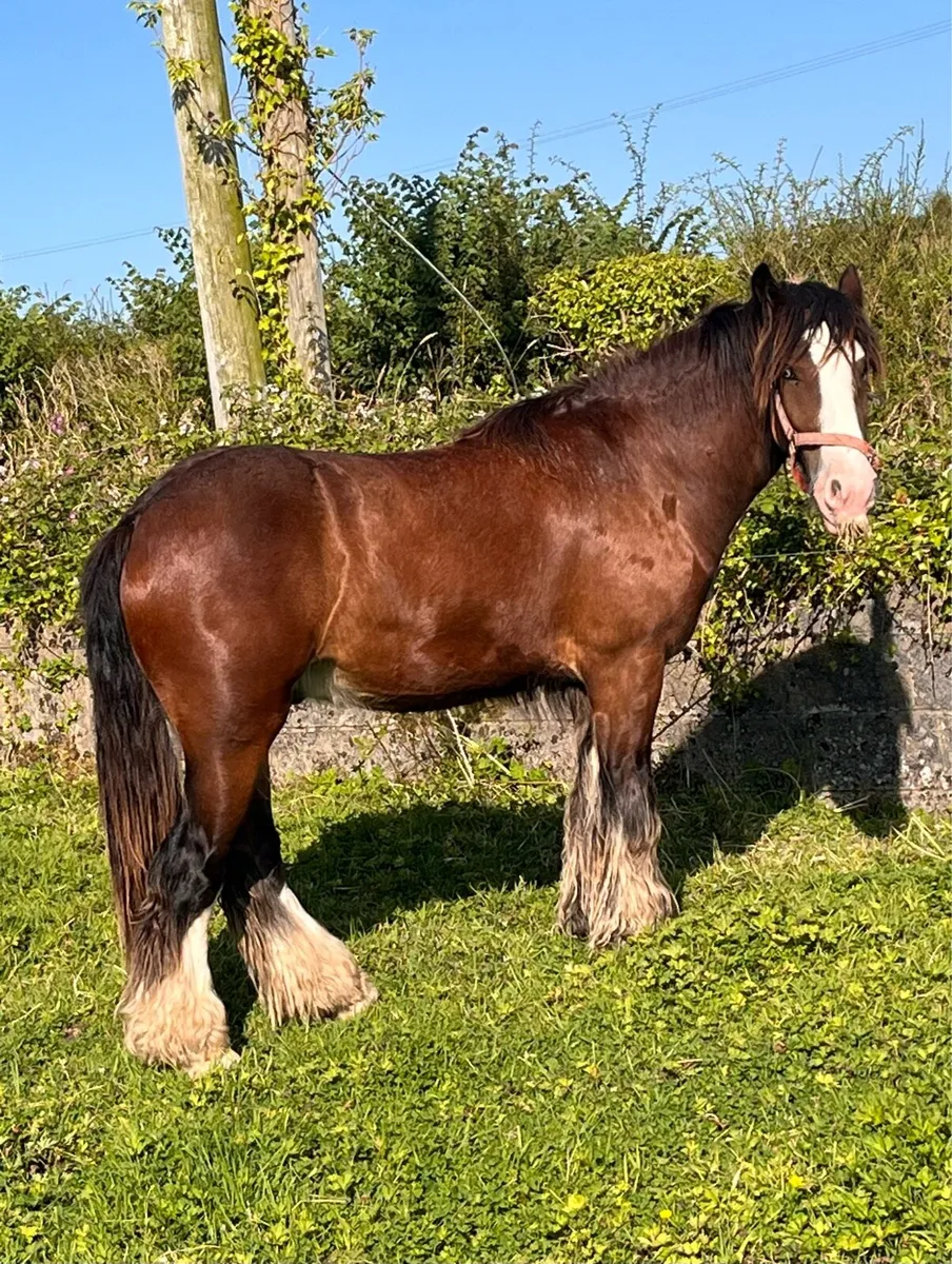 2 YEAR OLD COB GELDING - Image 2