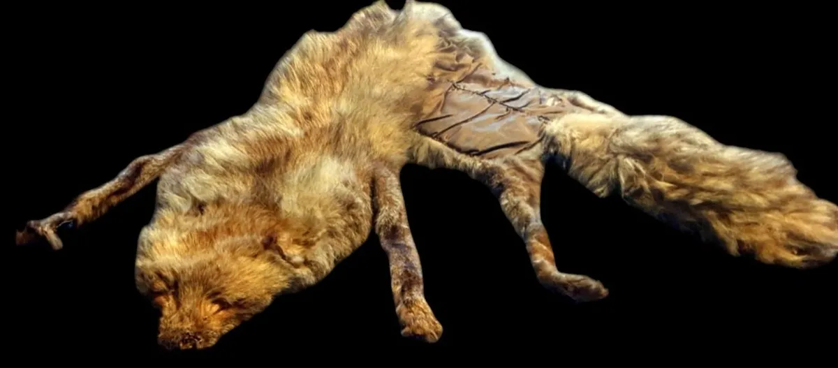 Vintage Taxidermy Stole – A. Rohu & Son Dublin - Image 4