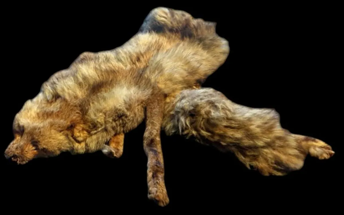 Vintage Taxidermy Stole – A. Rohu & Son Dublin - Image 3