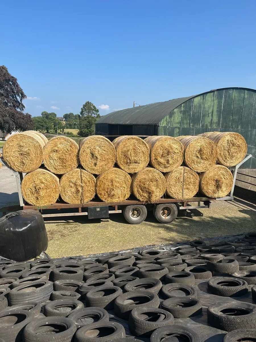 Golden round bales of barley straw - Image 1