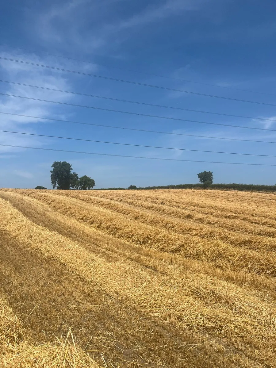 Golden round bales of barley straw - Image 2