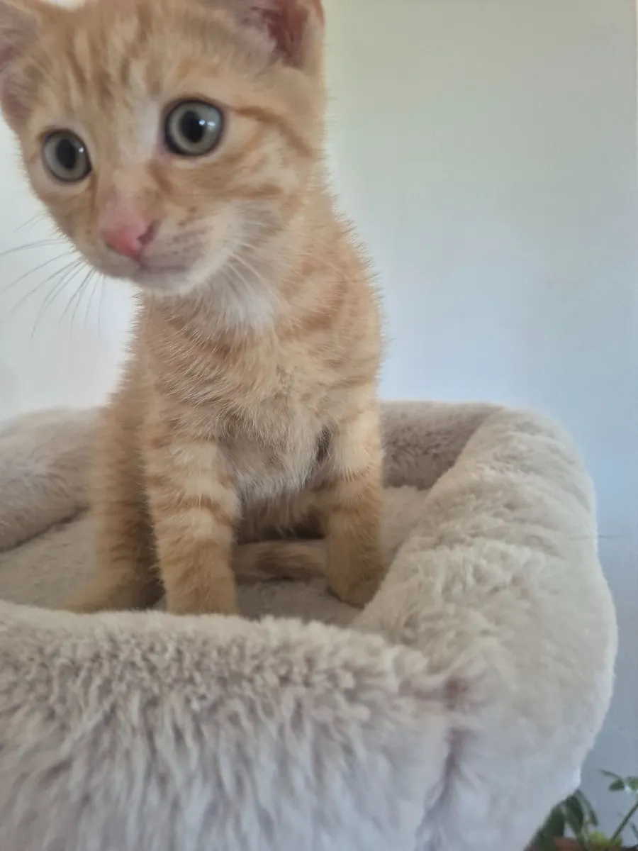 2  Male ginger kitten for sale - Image 4