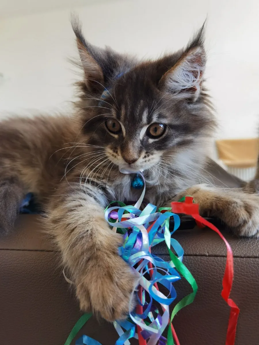 Maine Coon Kitten's - Image 1