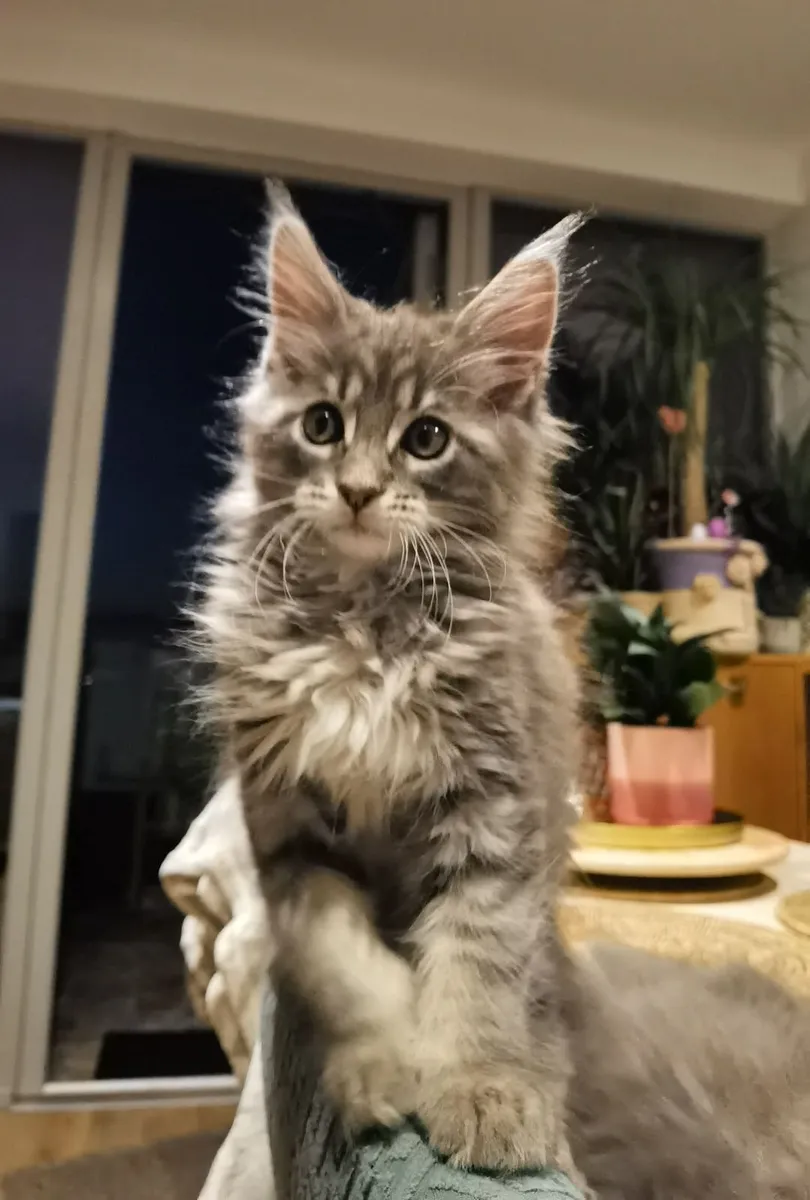 Maine Coon Kitten's - Image 2