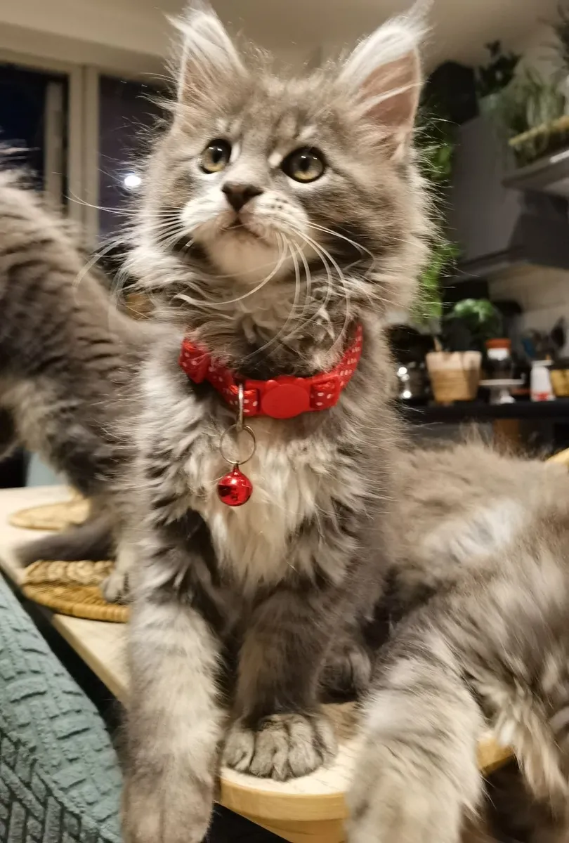 Maine Coon Kitten's - Image 3