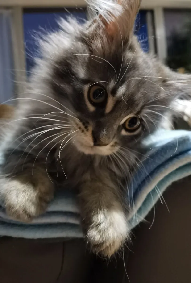 Maine Coon Kitten's - Image 4