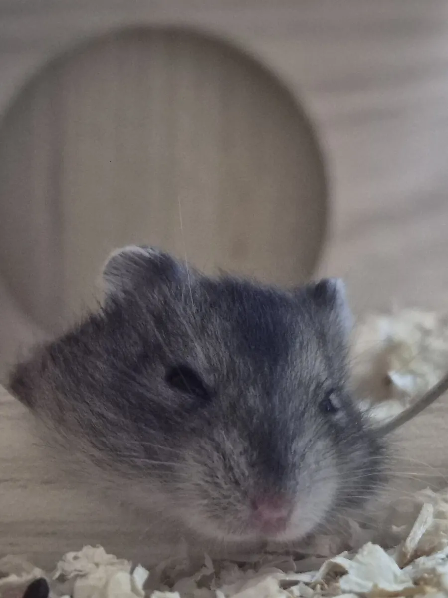 Dwarf hamsters - Image 1