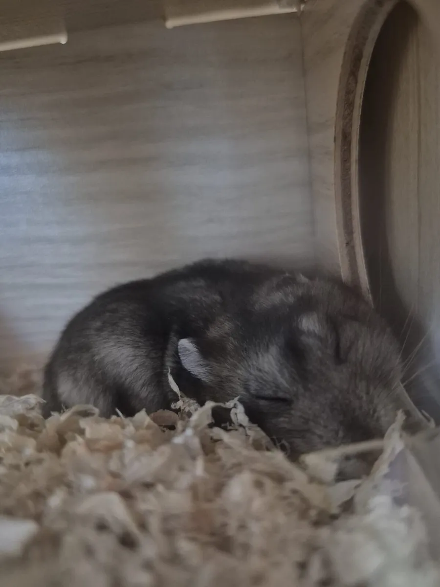 Dwarf hamsters - Image 2