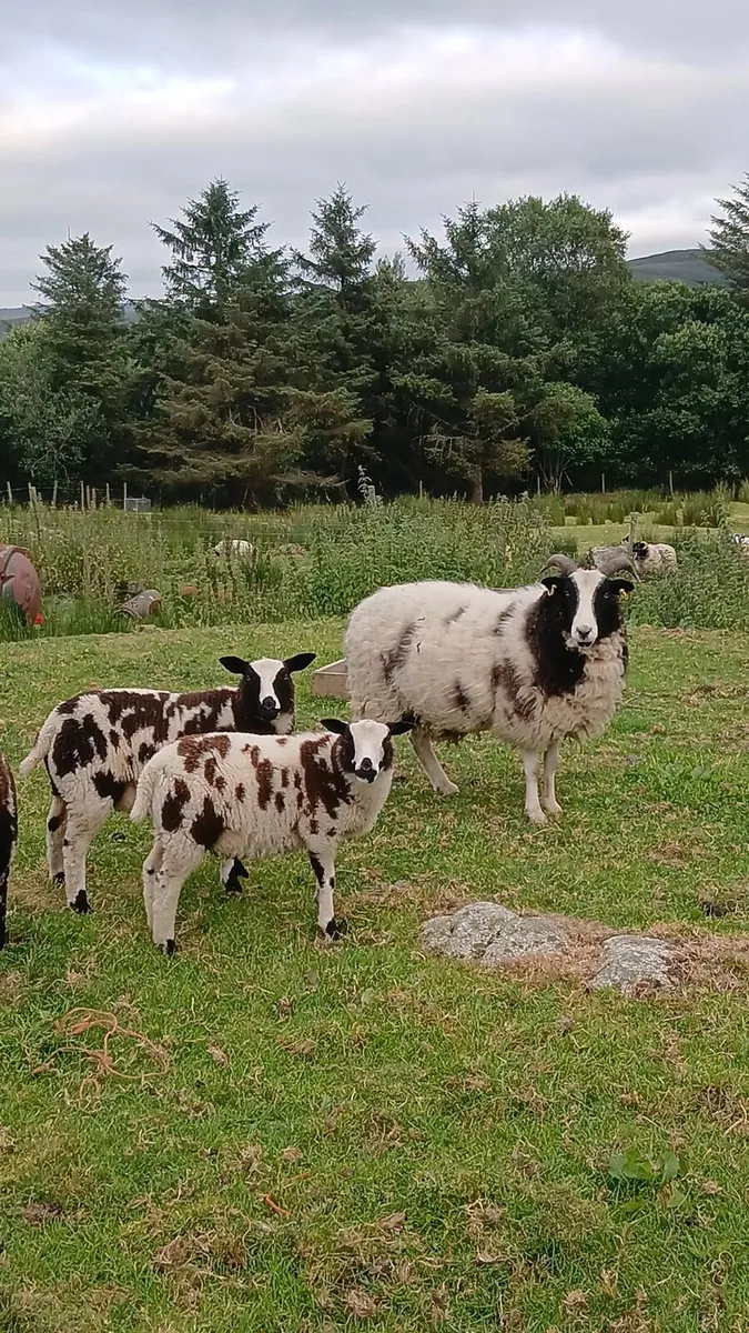 Ewes and lambs - Image 1