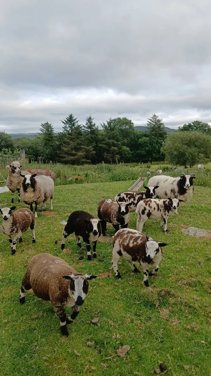 Ewes and lambs - Image 2