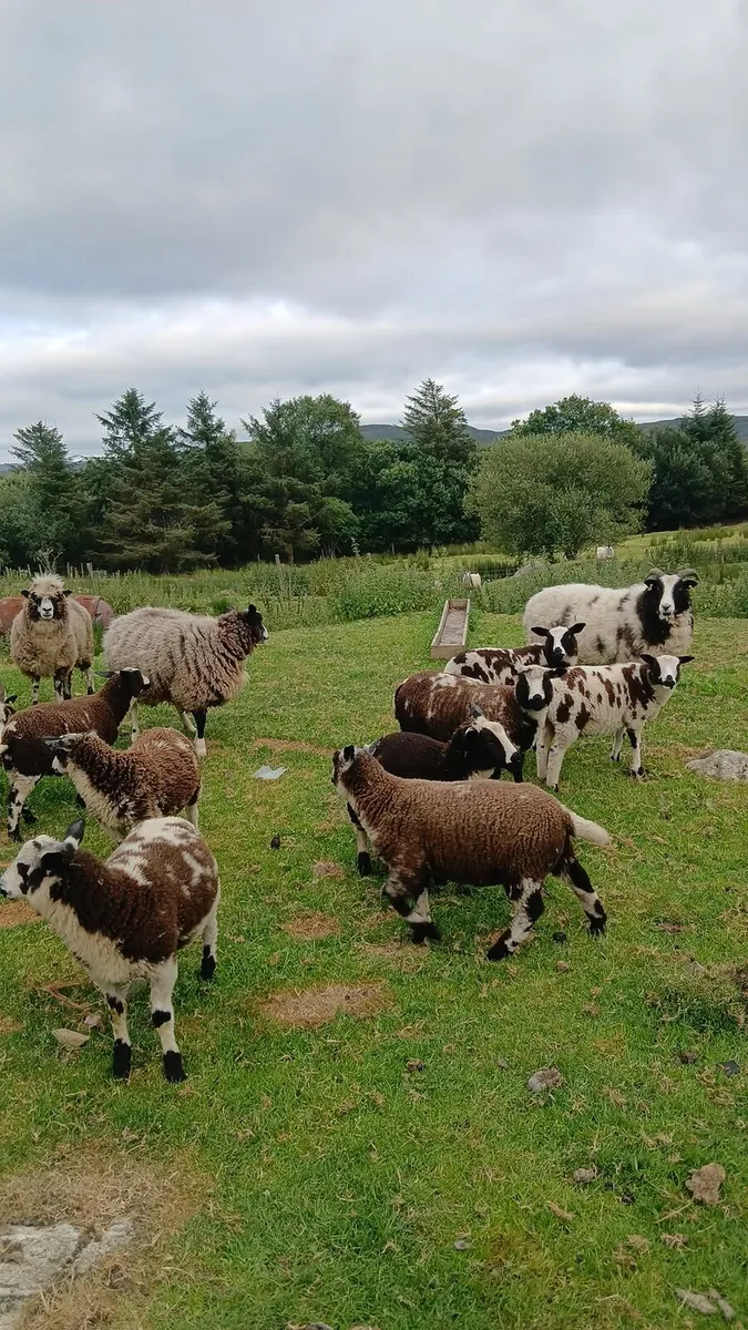 Ewes and lambs - Image 3