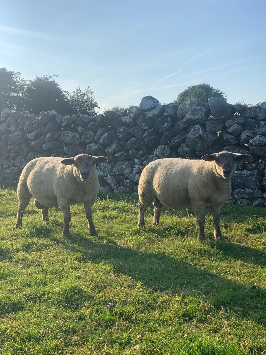 Beltex X Suffolk Ram Lambs - Image 1