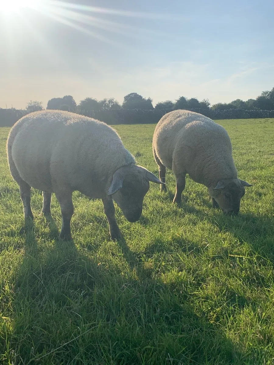 Beltex X Suffolk Ram Lambs - Image 2