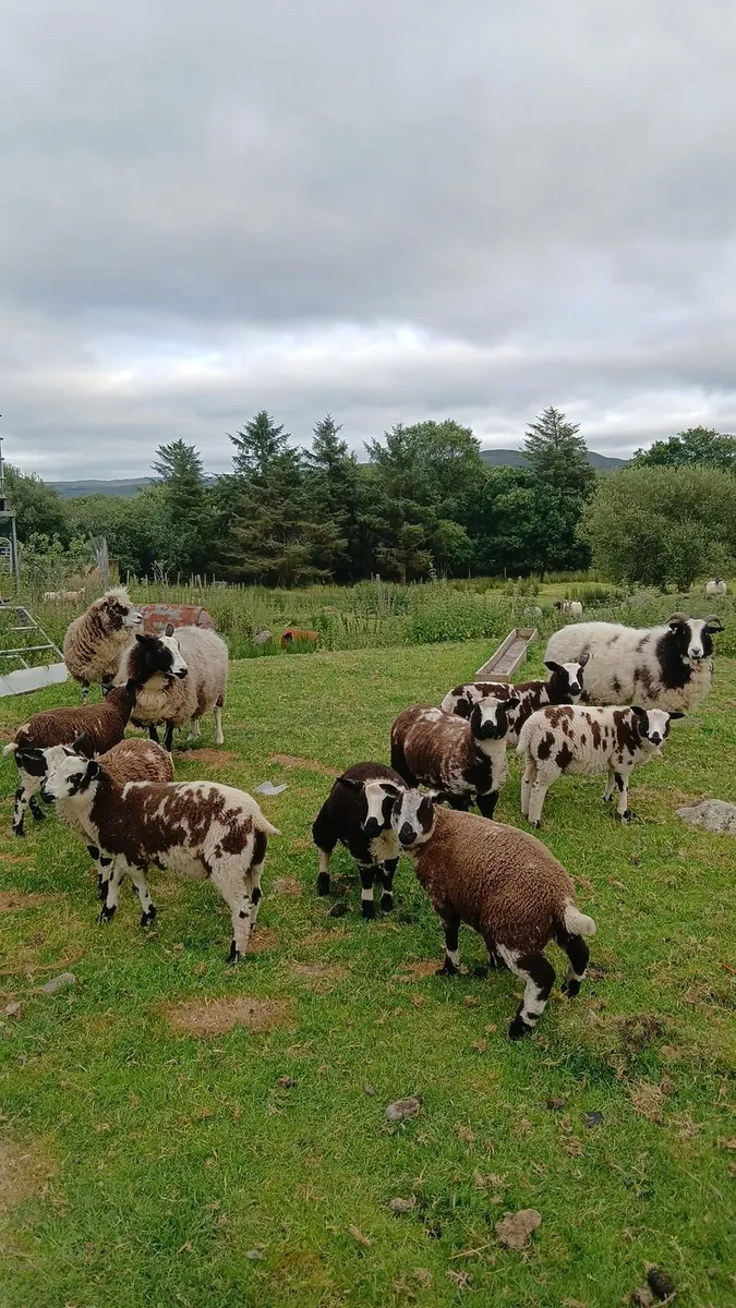Ewes and lambs - Image 4