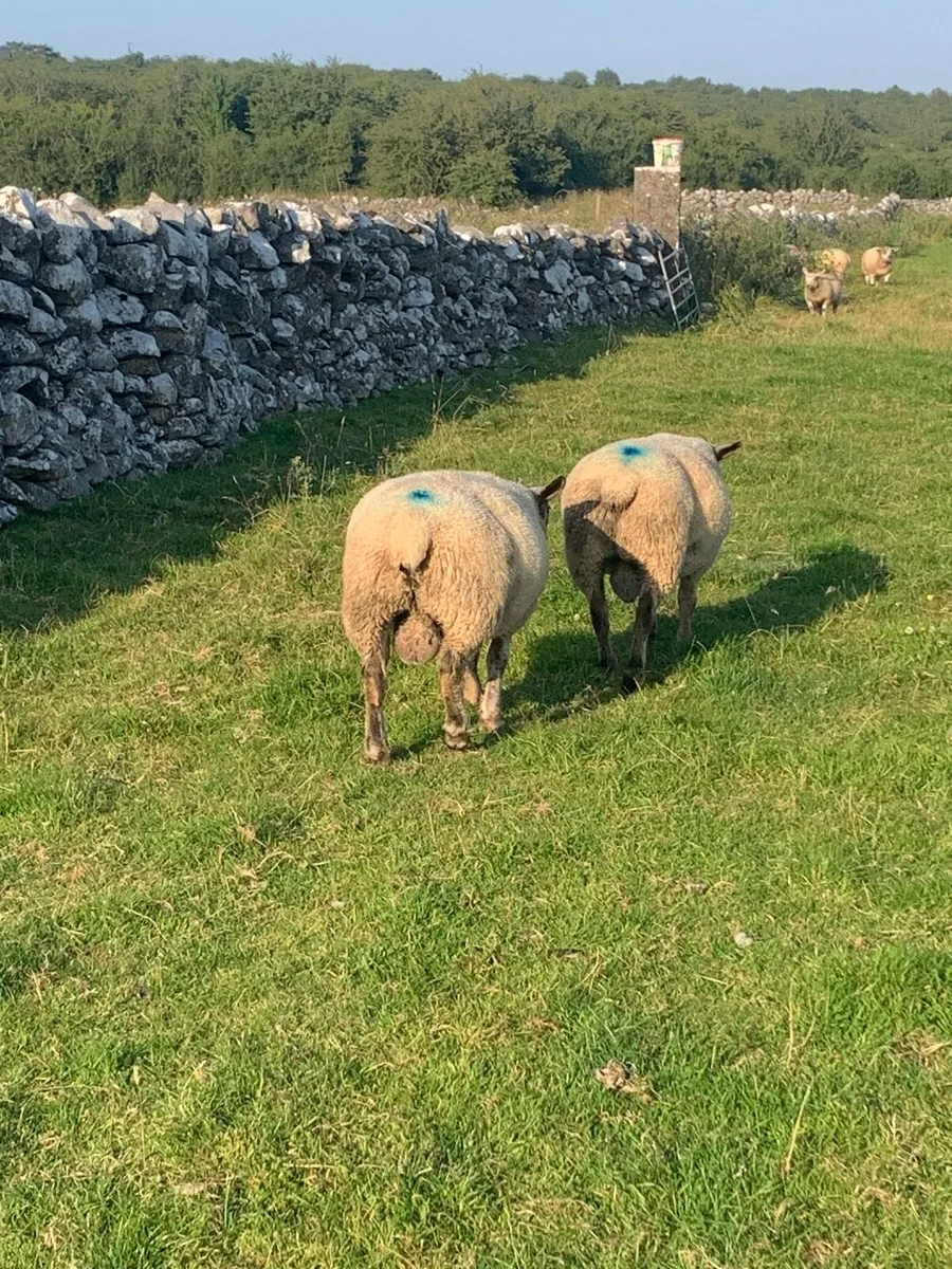 Beltex X Suffolk Ram Lambs - Image 3