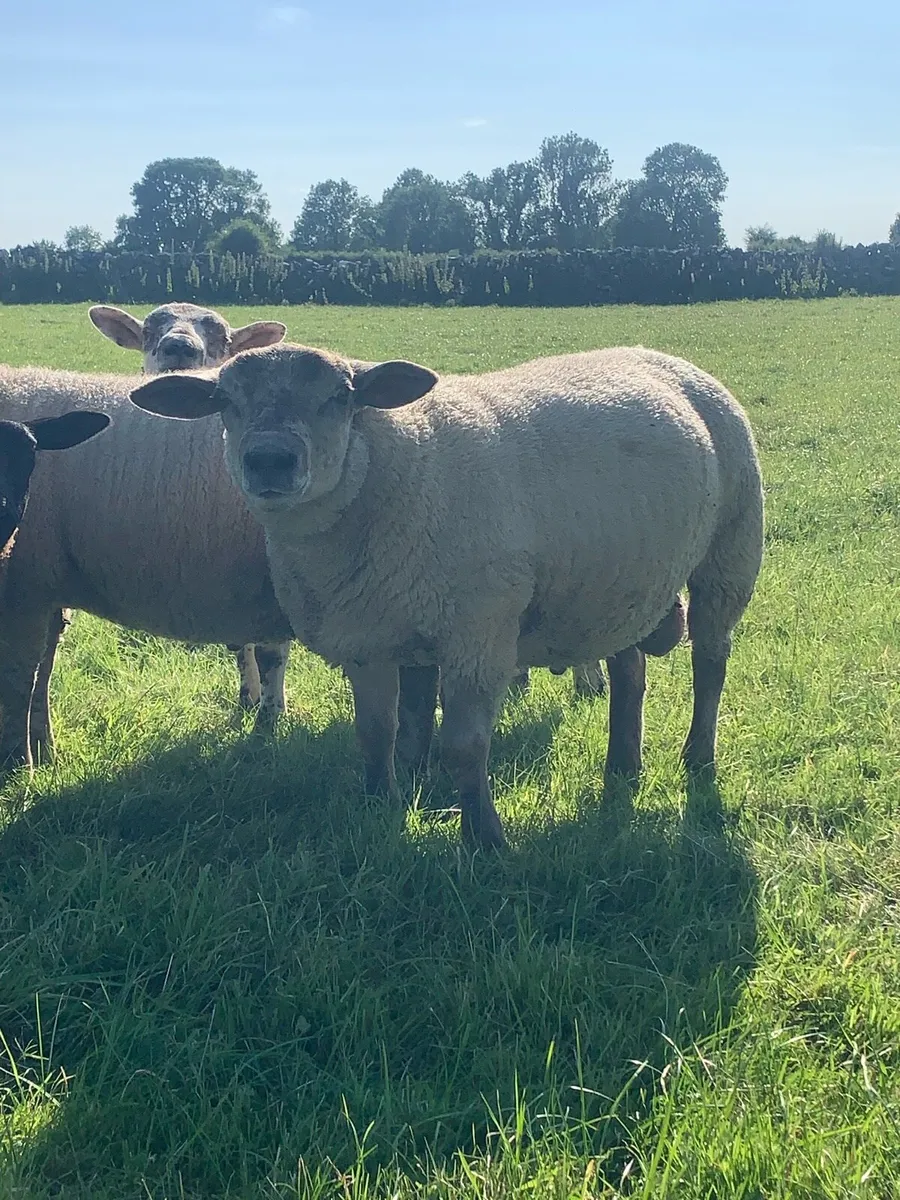 Beltex X Suffolk Ram Lambs - Image 4