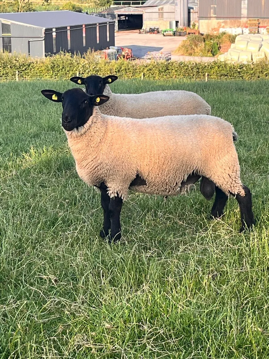 NZ Suffolk Ram Lambs - Image 1