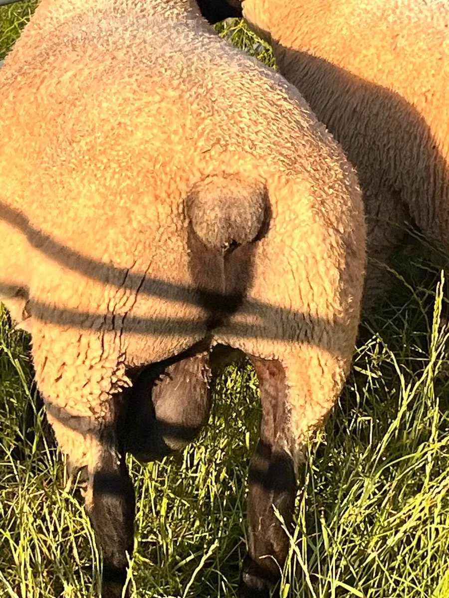 NZ Suffolk Ram Lambs - Image 2