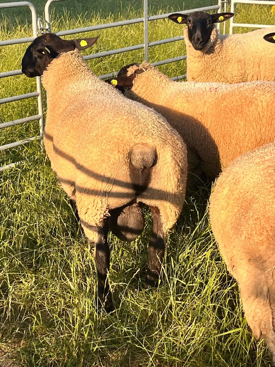 NZ Suffolk Ram Lambs - Image 3