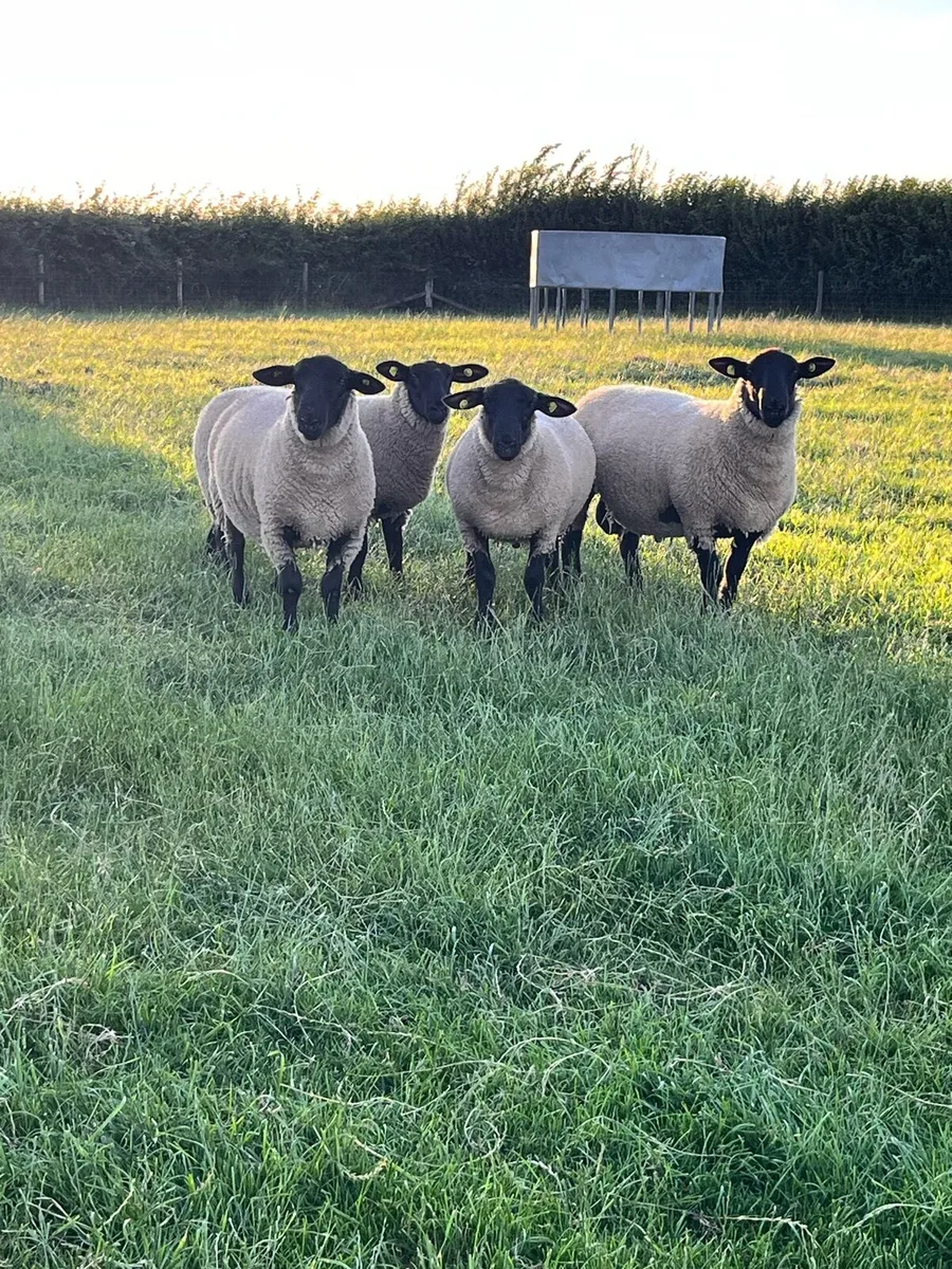 NZ Suffolk Ram Lambs - Image 4