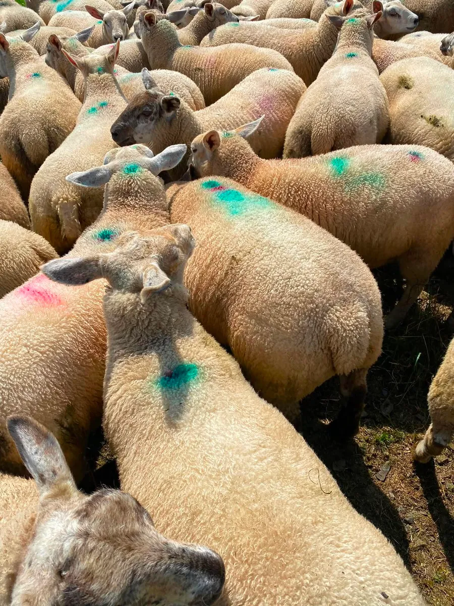Store Lambs Ennis Mart