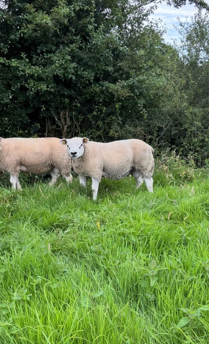 Sis pedigree texel rams - Image 1