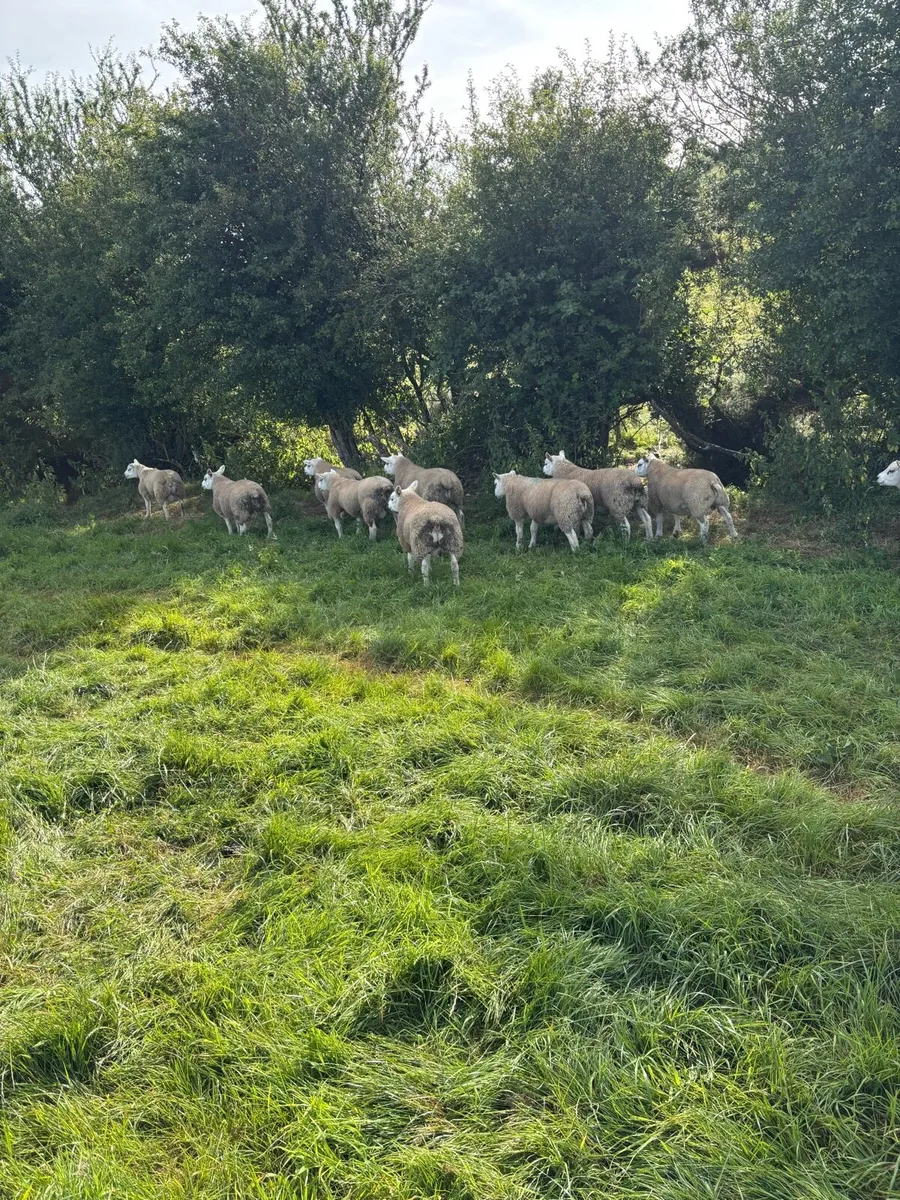 Sis pedigree texel rams - Image 2
