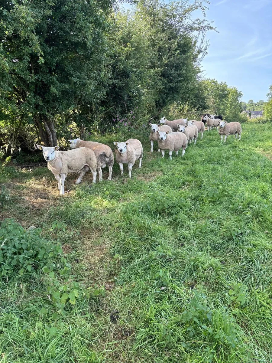 Sis pedigree texel rams - Image 3