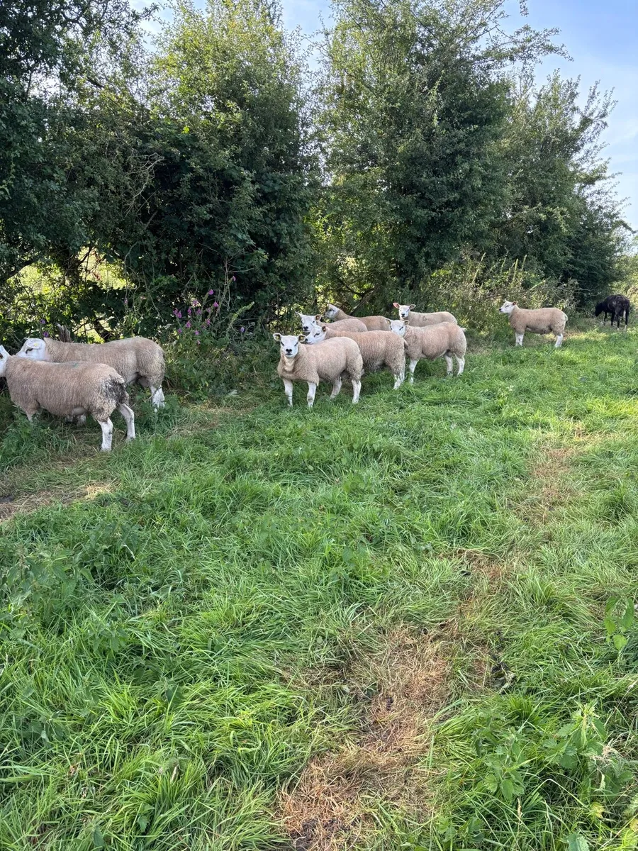 Sis pedigree texel rams - Image 4