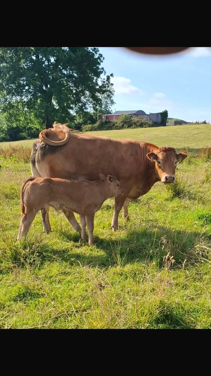 Heifer and calf - Image 3