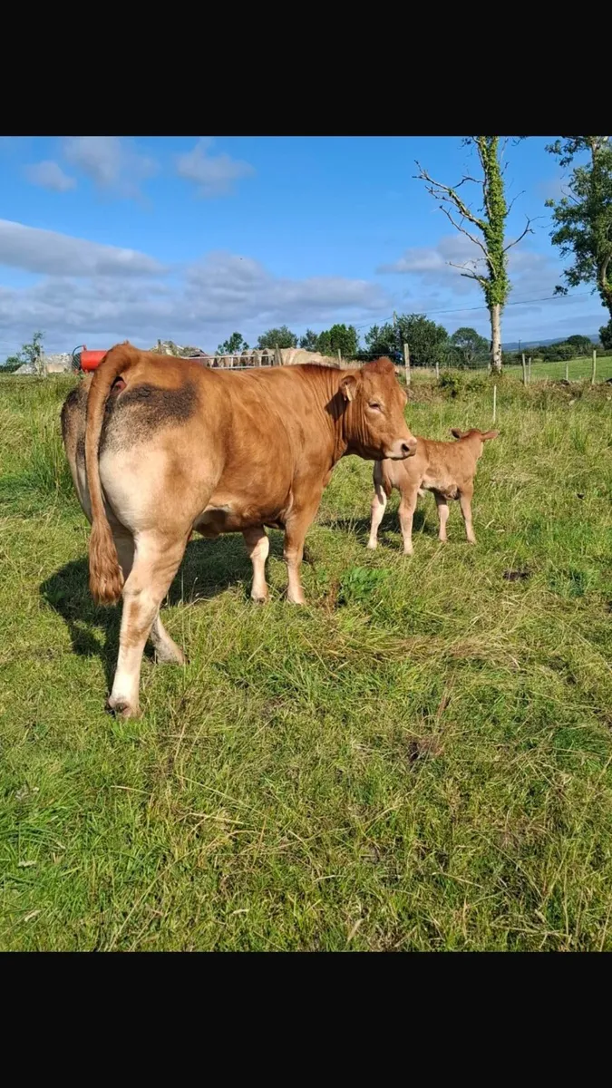 Heifer and calf - Image 4