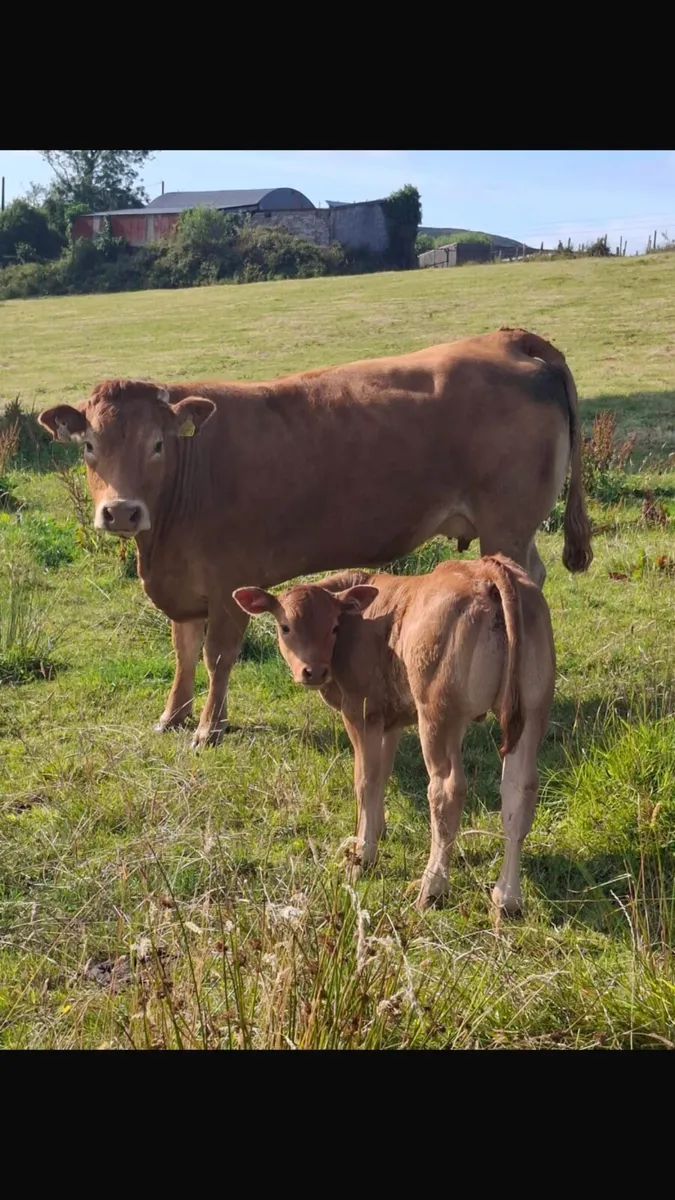 Heifer and calf - Image 2