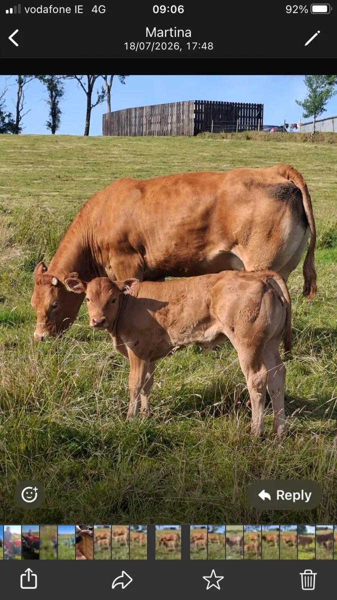 Heifer and calf - Image 1