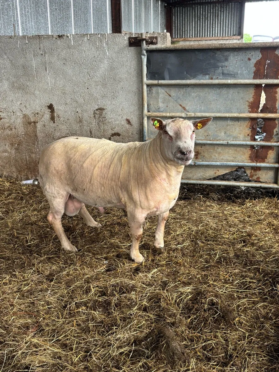 3yr old ram - Image 4