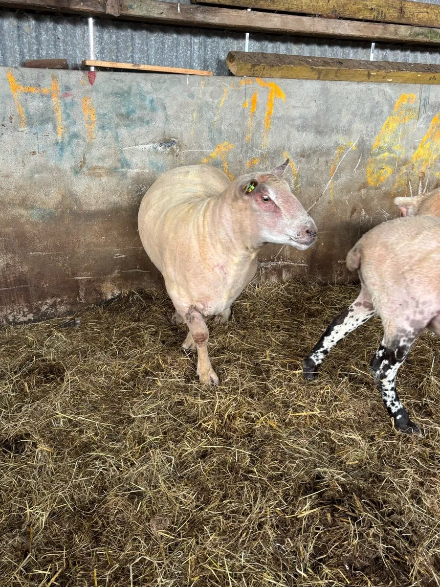 3yr old ram - Image 1