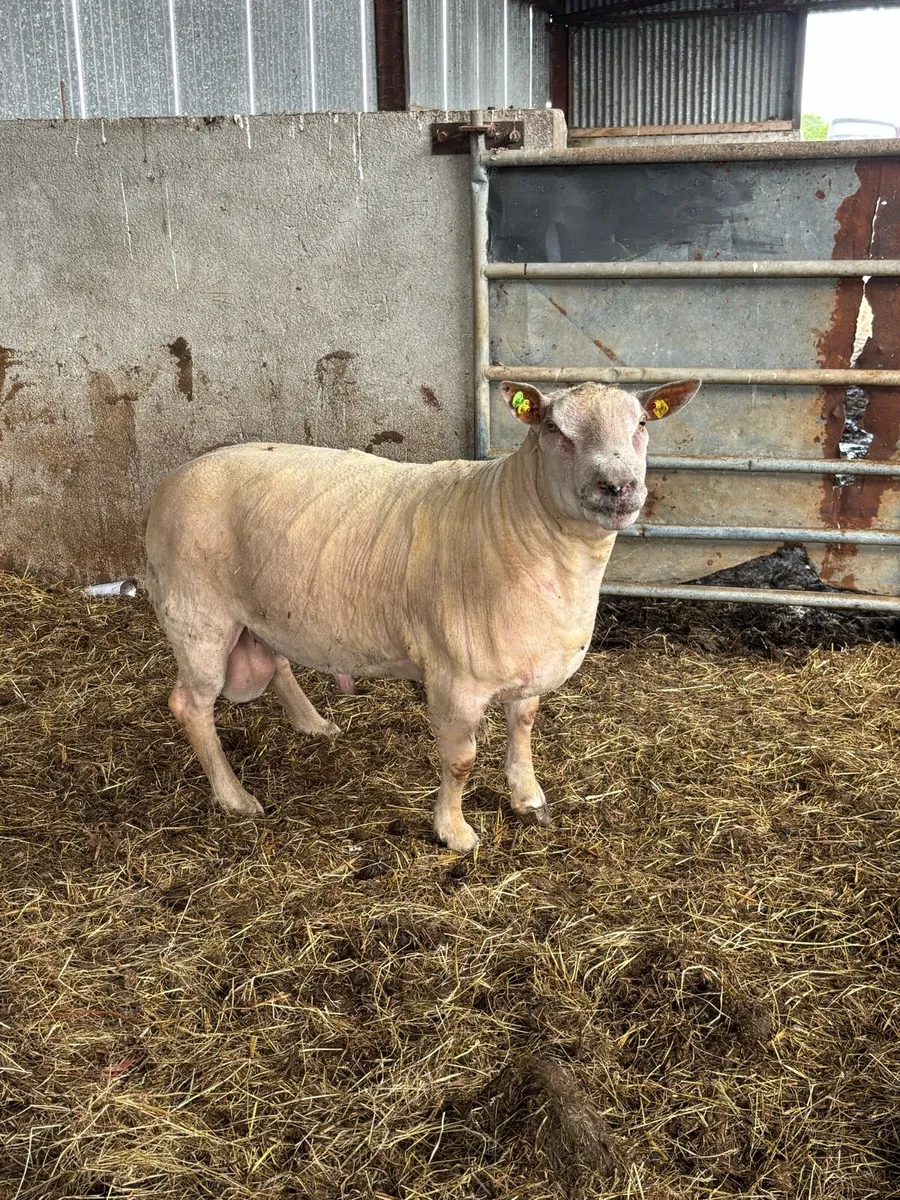 3yr old ram - Image 3