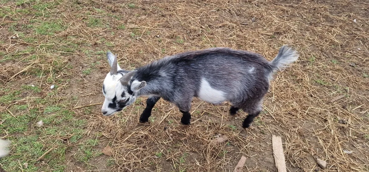 4 kid male goats for sale - Image 2